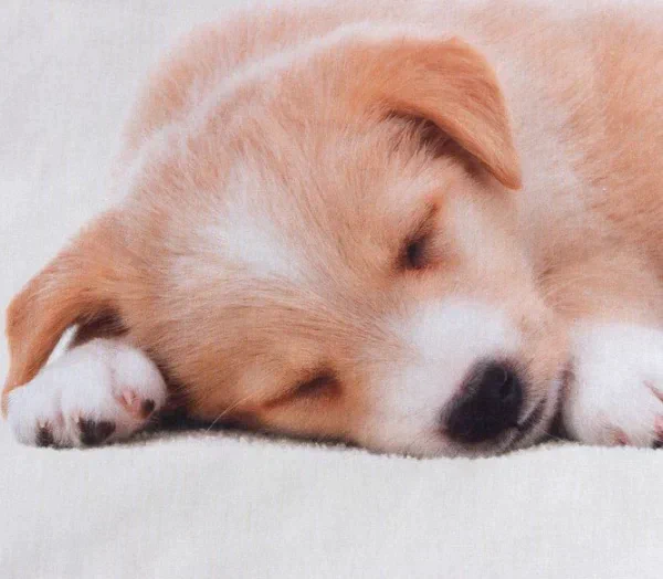 Постельное бельё «Этель» Cute dog, 1.5 сп., 143х215 см., 150х214 см., 50х70 см. - 1 шт., 100% хл., бязь