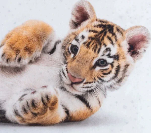 Постельное бельё Этель 1,5 сп "Little tiger" 143х215 см, 150х214 см, 50х70 см -1 шт, 100% хл, бязь