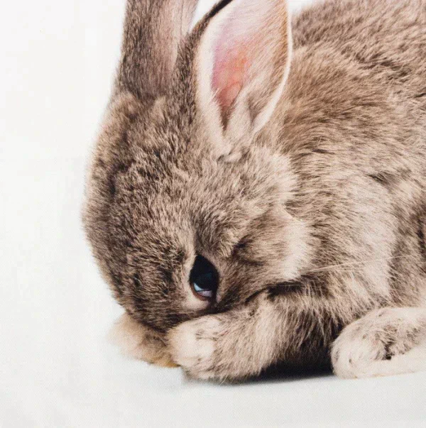 Полотенце "Этель" Shy bunny 40х73 см, 100% хл, саржа 190 гр/м2