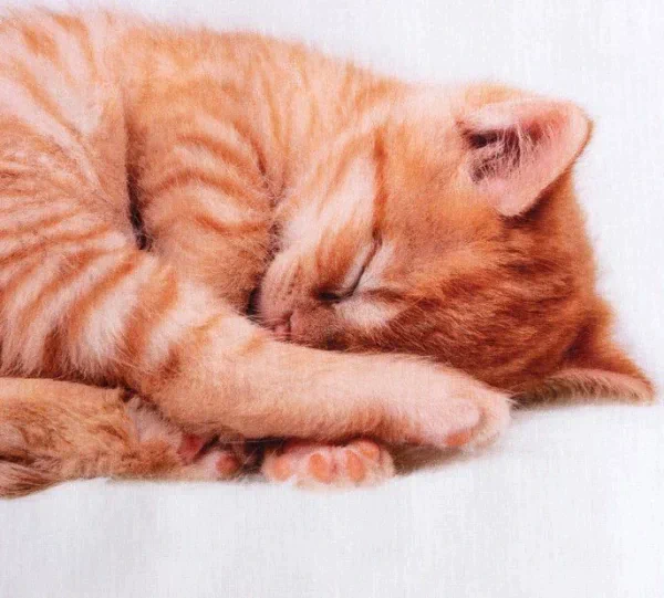 Постельное бельё «Этель» Кitty, 1.5 сп., 143х215 см., 150х214 см., 50х70 см. - 1 шт., 100% хл., бязь